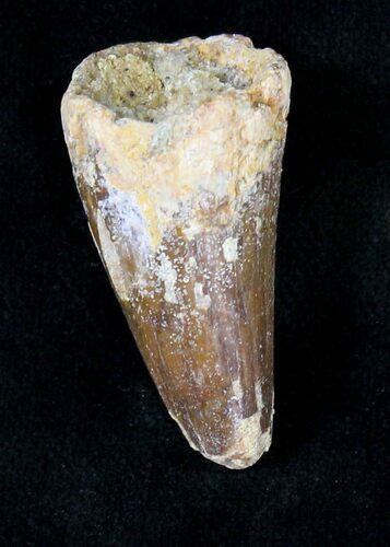 Large Cretaceous Fossil Crocodile Tooth - Morocco #19123
